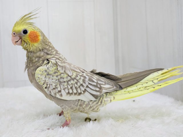 オカメインコ