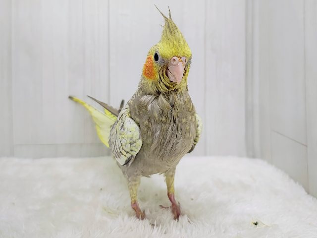 オカメインコ