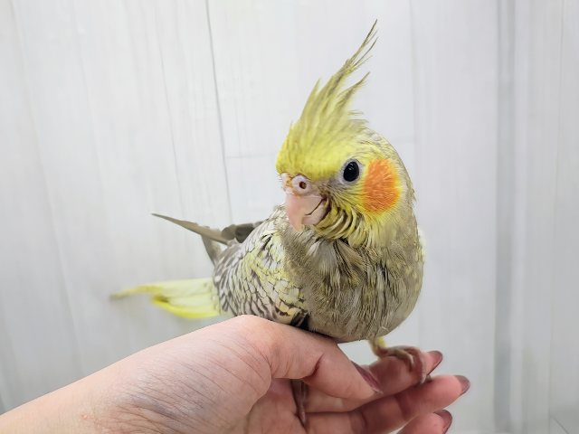 オカメインコ