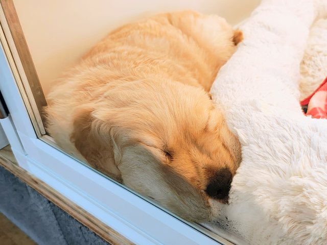 ゴールデンレトリバー