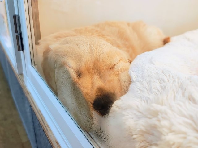 ゴールデンレトリバー