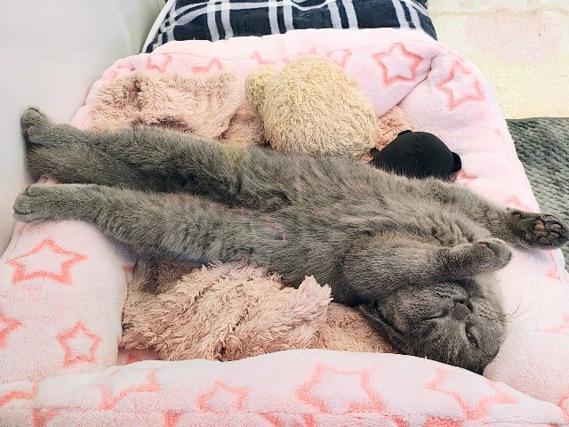 ブリティッシュショートヘア