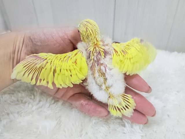 セキセイインコ