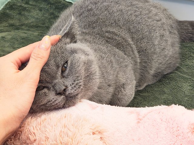 ブリティッシュショートヘア