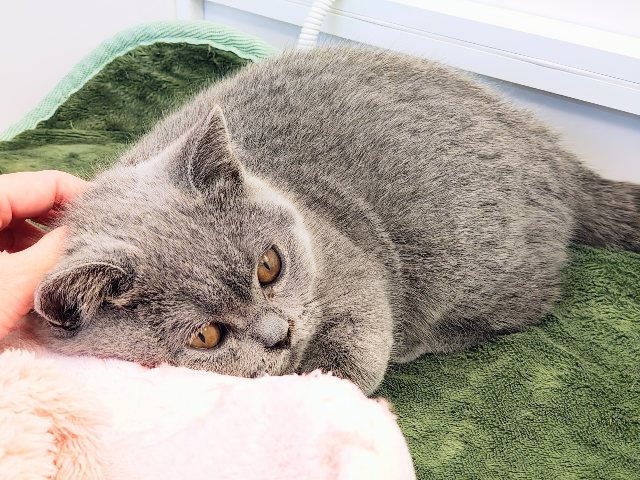 ブリティッシュショートヘア