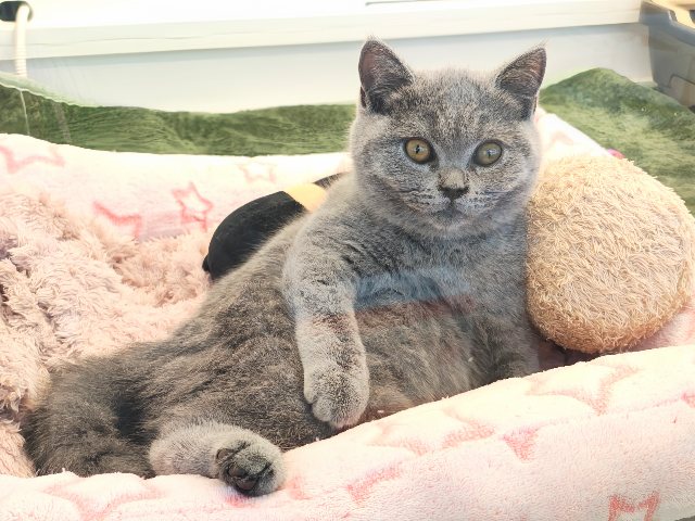 ブリティッシュショートヘア