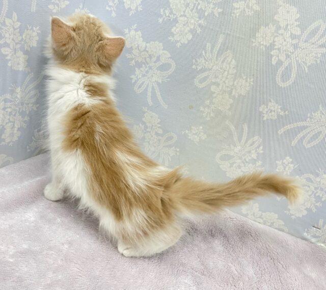 ノルウェージャンフォレストキャット