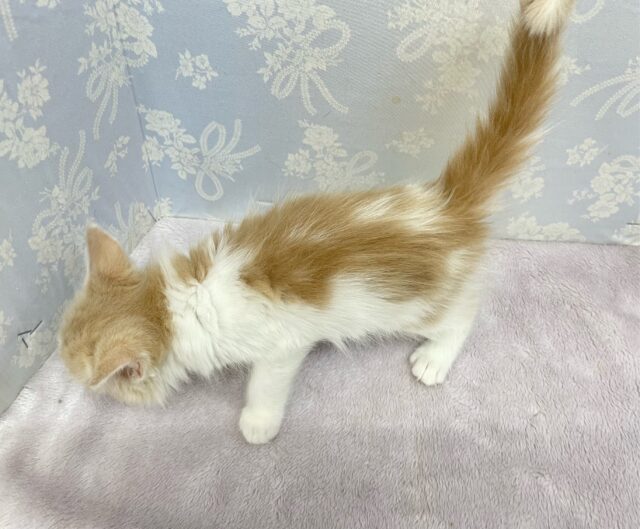 ノルウェージャンフォレストキャット