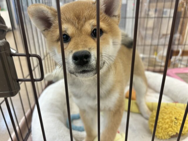 柴犬