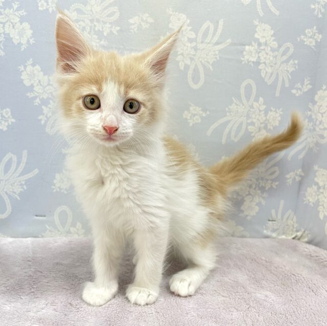 ノルウェージャンフォレストキャット