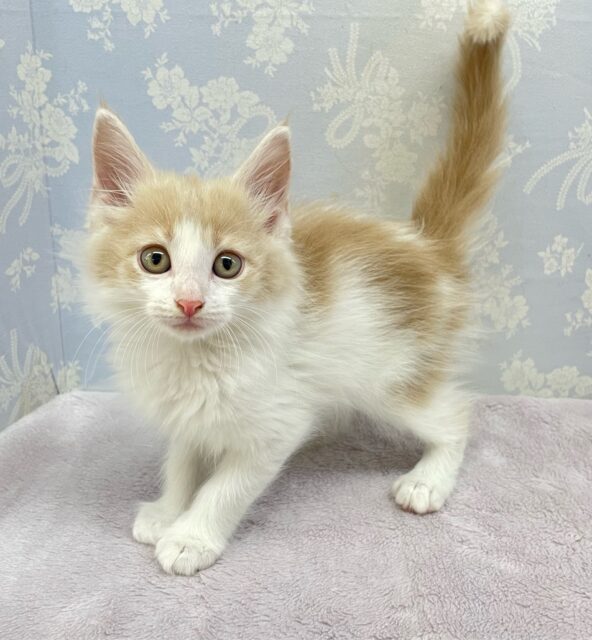 ノルウェージャンフォレストキャット