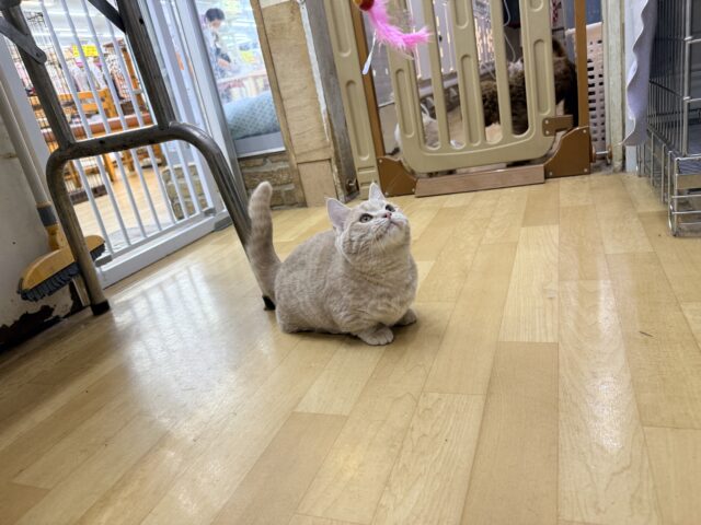 マンチカン