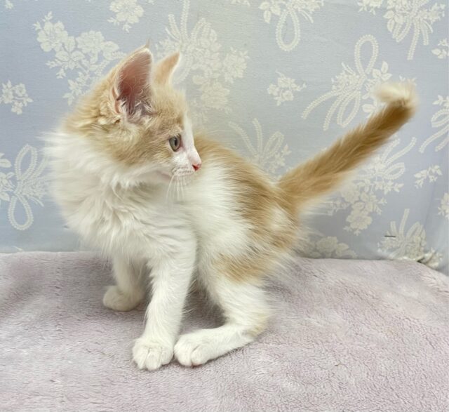 ノルウェージャンフォレストキャット