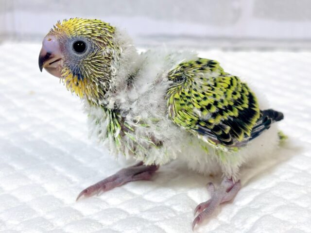 セキセイインコ