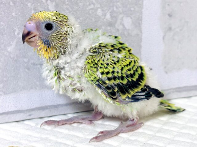 セキセイインコ