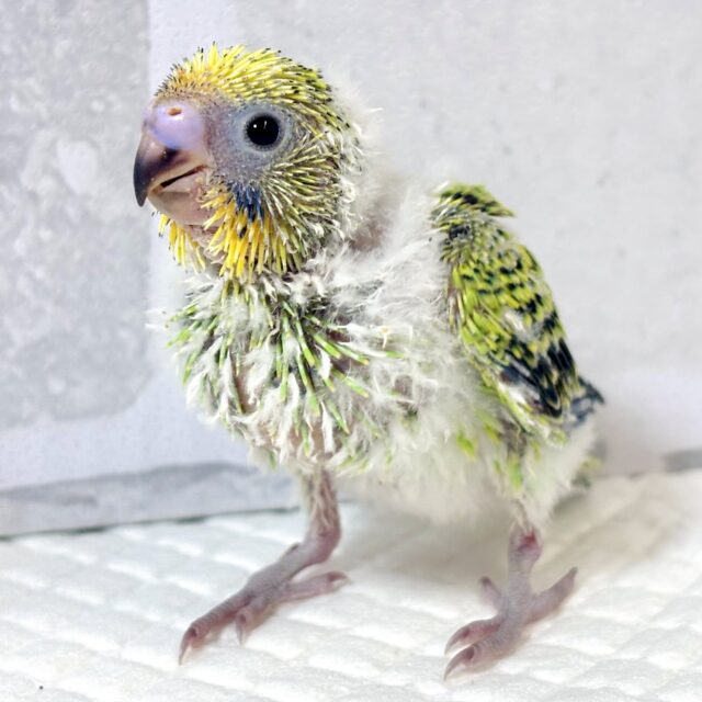 セキセイインコ