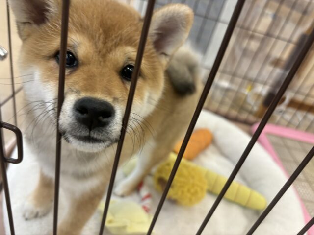 柴犬