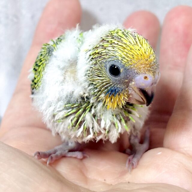セキセイインコ