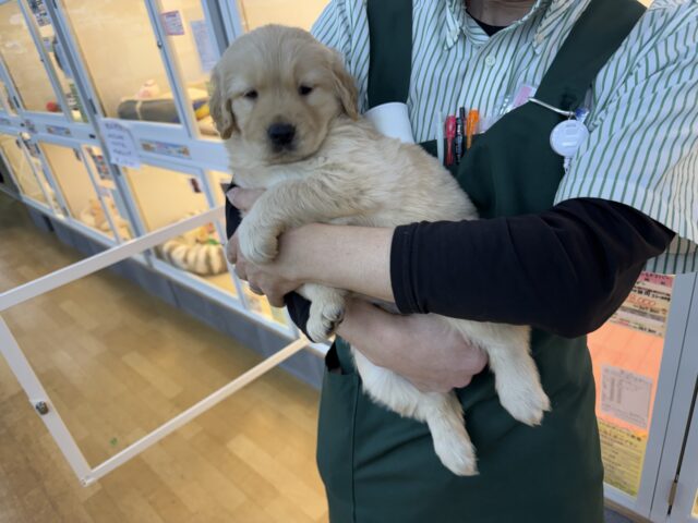 ゴールデンレトリバー