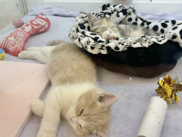 スコティッシュストレート