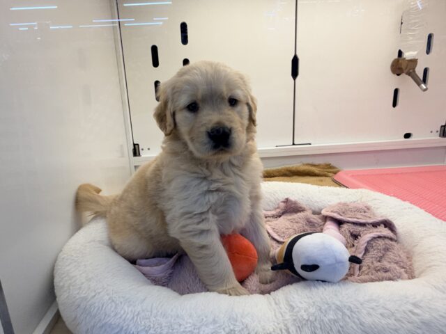 ゴールデンレトリバー