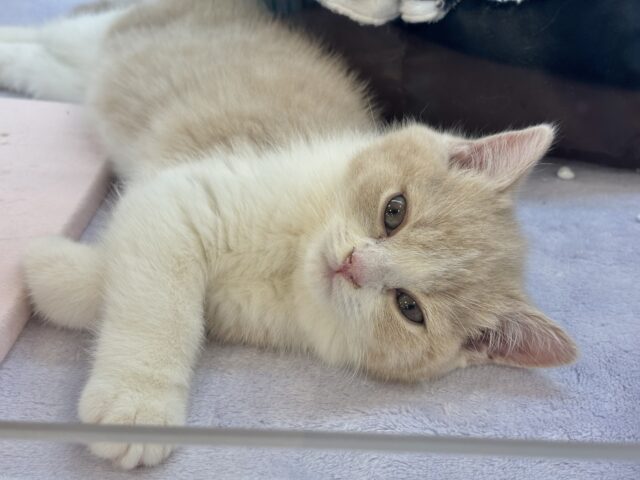 ブリティッシュショートヘア