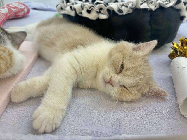 ブリティッシュショートヘア