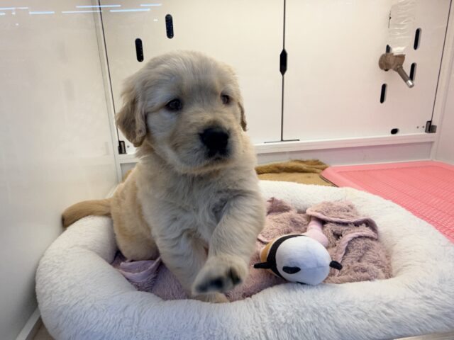 ゴールデンレトリバー