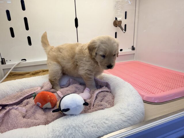 ゴールデンレトリバー