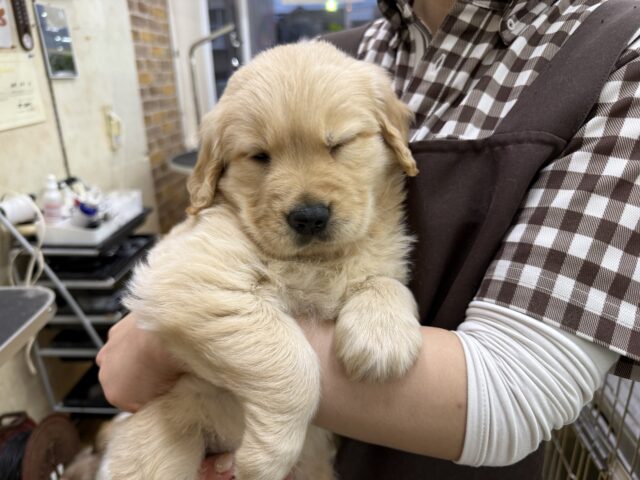 ゴールデンレトリバー