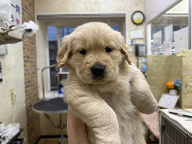 ゴールデンレトリバー