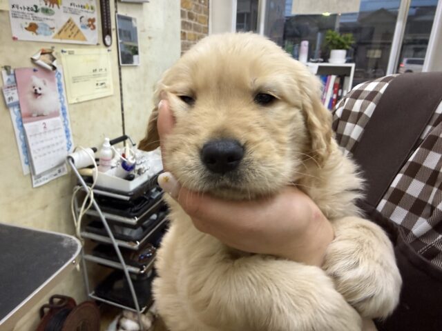 ゴールデンレトリバー