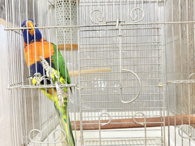 ゴシキセイガイインコ