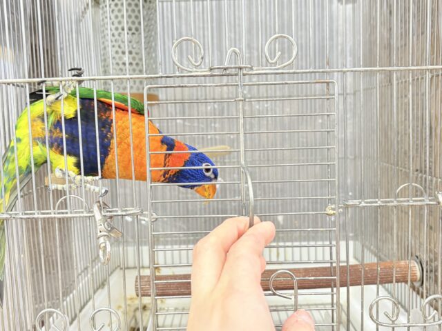 ゴシキセイガイインコ