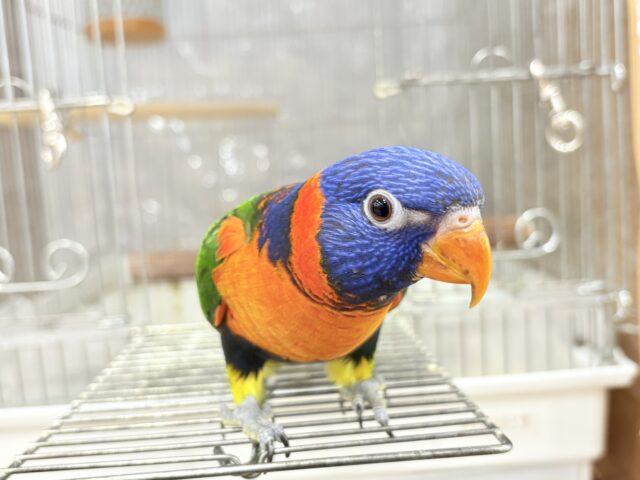 ゴシキセイガイインコ