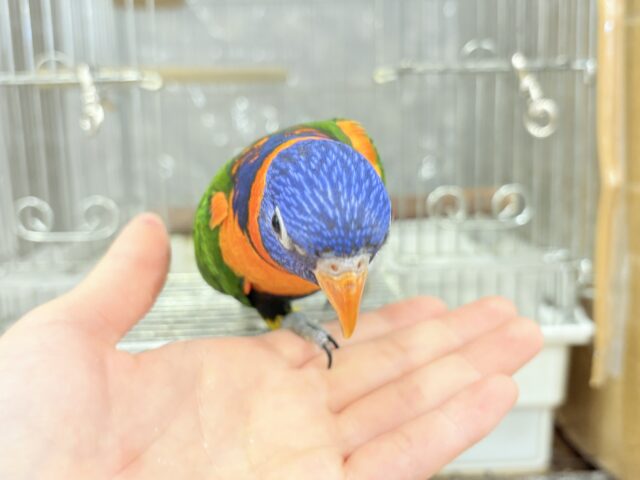 ゴシキセイガイインコ