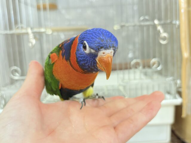 ゴシキセイガイインコ