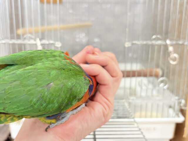 ゴシキセイガイインコ