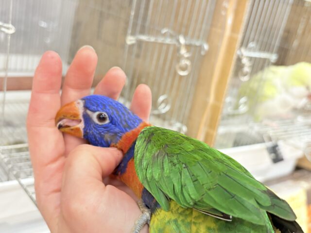 ゴシキセイガイインコ