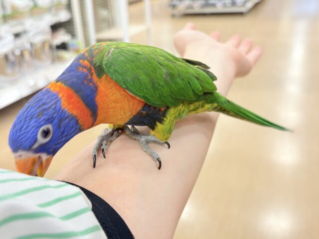 ゴシキセイガイインコ