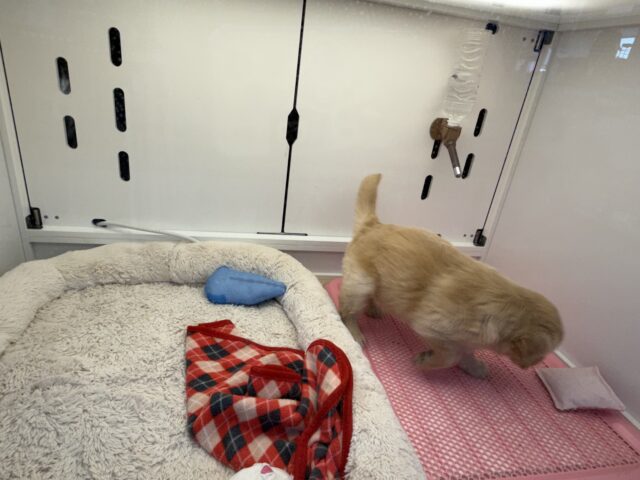 ゴールデンレトリバー