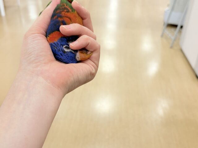 ゴシキセイガイインコ