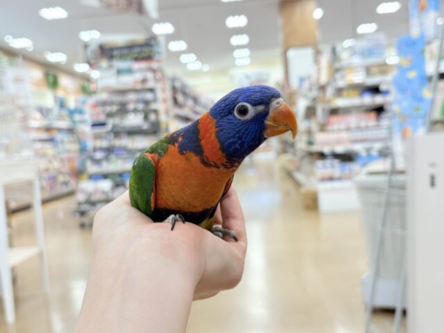 ゴシキセイガイインコ