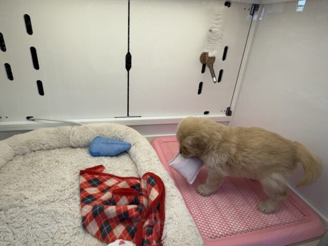 ゴールデンレトリバー