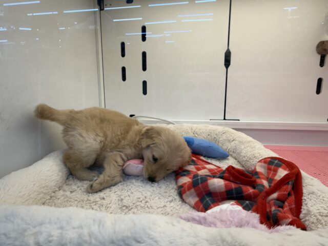 ゴールデンレトリバー