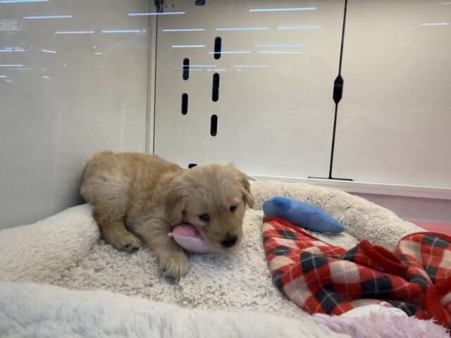 ゴールデンレトリバー