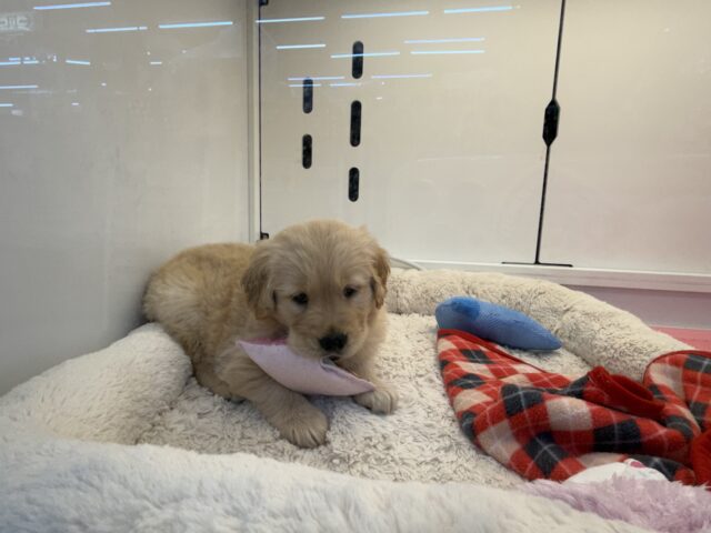 ゴールデンレトリバー