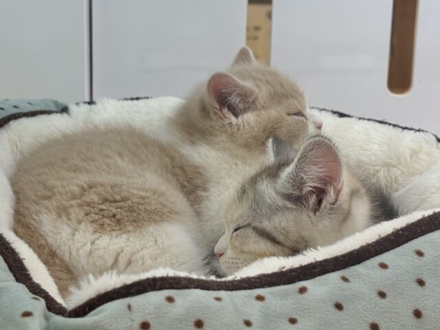 スコティッシュストレート