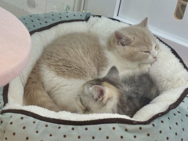 スコティッシュストレート