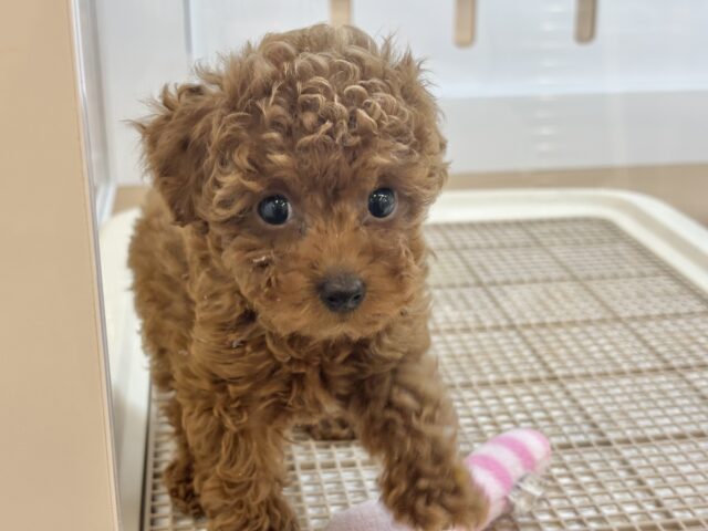 トイプードル